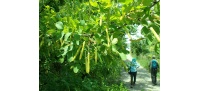 Caraganier de Sibérie – Arbre aux pois - Caragana arborescens - Haie champetre  - Pepiniere Alsace - Vegetal Local Nord Est - Bio - Jardin forêt comestible - fruitier - permaculture