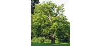 Châtaignier - Castanea sativa - Haie champetre  - Pepiniere Alsace - Vegetal Local Nord Est - Bio - Jardin forêt comestible - fruitier - permaculture