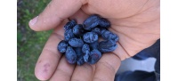 Chèvrefeuille comestible – Baie de mai ‘Redwood’ - Lonicera caerulea  - Haie champetre  - Pepiniere Alsace - Vegetal Local Nord Est - Bio - Jardin forêt comestible - fruitier - permaculture