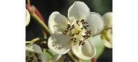 Kiwaï 'Weiki' - Actinidia arguta - Haie champetre  - Pepiniere Alsace - Vegetal Local Nord Est - Bio - Jardin forêt comestible - fruitier - permaculture