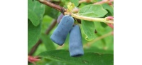 Chèvrefeuille comestible – Baie de mai ‘Blue velvet’ - Lonicera kamtchatika - Haie champetre  - Pepiniere Alsace - Vegetal Local Nord Est - Bio - Jardin forêt comestible - fruitier - permaculture