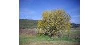Micocoulier de Provence  - Celtis australis - Haie champetre  - Pepiniere Alsace - Vegetal Local Nord Est - Bio - Jardin forêt comestible - fruitier - permaculture