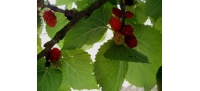 Mûrier rouge 'Illinois Everbearing' - Morus rubra - Haie champetre  - Pepiniere Alsace - Vegetal Local Nord Est - Bio - Jardin forêt comestible - fruitier - permaculture