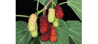 Mûrier rouge - Morus rubra - Haie champetre  - Pepiniere Alsace - Vegetal Local Nord Est - Bio - Jardin forêt comestible - fruitier - permaculture