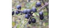 Prunellier - Prunus spinosa - Haie champetre  - Pepiniere Alsace - Vegetal Local Nord Est - Bio - Jardin forêt comestible - fruitier - permaculture