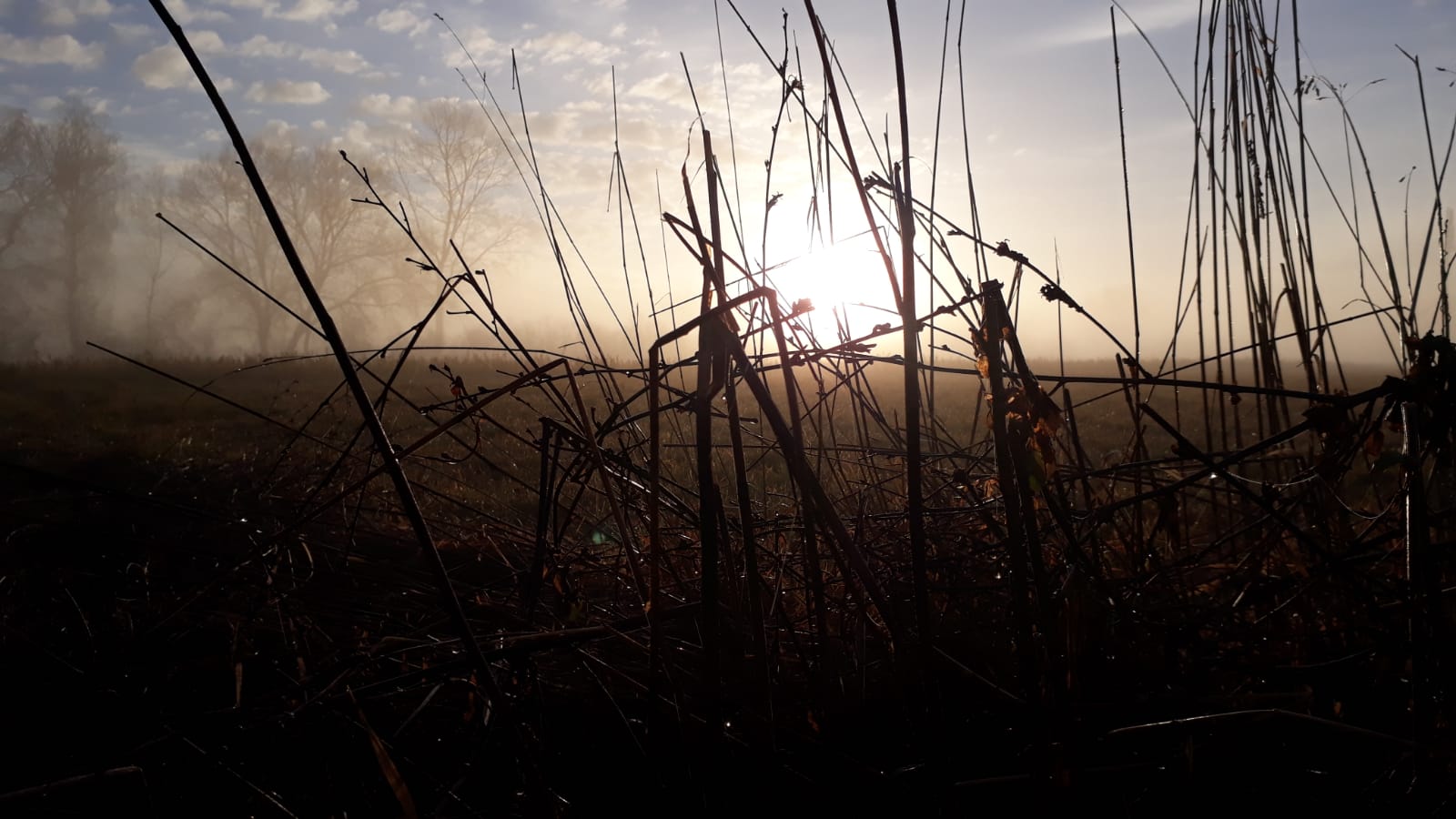 Production de ligneux pour plantation de haies, génie écologique, vergers et jardins-forêt