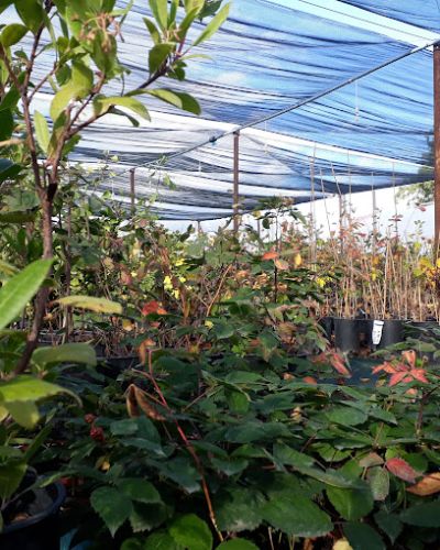 Haie champetre  - Pepiniere Alsace - Vegetal Local Nord Est- Bio - Jardin forêt comestible - fruitier - permaculture