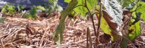 Haie champetre  - Pepiniere Alsace - Vegetal Local Nord Est- Bio - Jardin forêt comestible - fruitier - permaculture