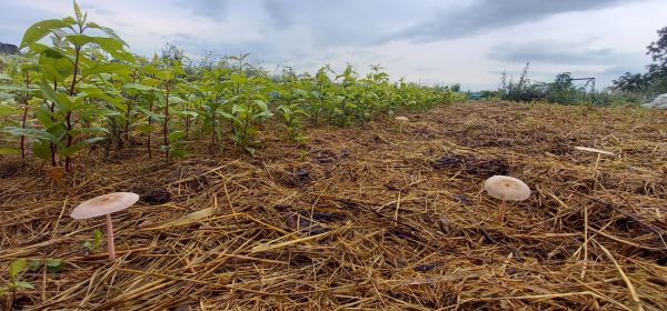 Haie champetre  - Pepiniere Alsace - Vegetal Local Nord Est- Bio - Jardin forêt comestible - fruitier - permaculture