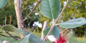 Haie champetre - Pepiniere Alsace - Vegetal Local Nord Est- Bio - Jardin forêt comestible - fruitier - permaculture