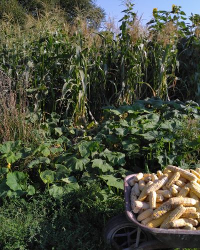 Haie champetre  - Pepiniere Alsace - Vegetal Local Nord Est- Bio - Jardin forêt comestible - fruitier - permaculture