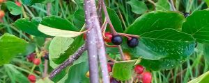 Haie champetre  - Pepiniere Alsace - Vegetal Local Nord Est- Bio - Jardin forêt comestible - fruitier - permaculture
