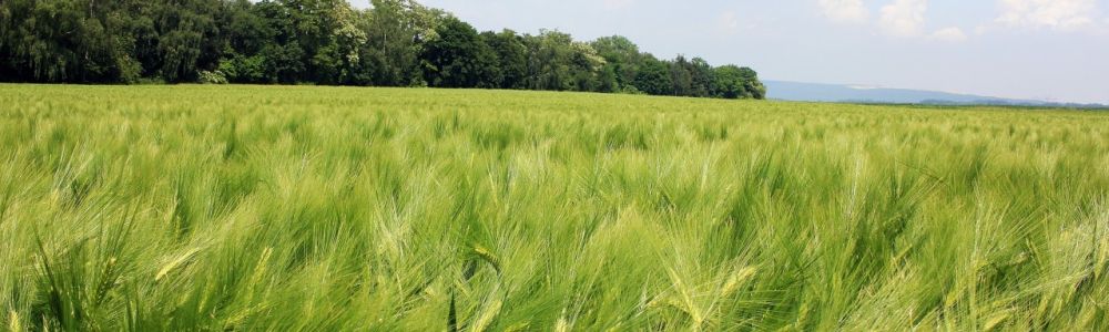 Haie agricole brise vent