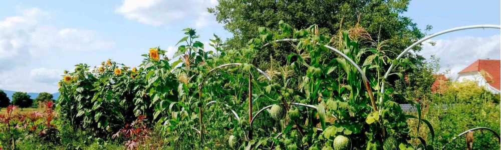Créer son jardin-forêt