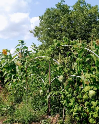 Haie champetre  - Pepiniere Alsace - Vegetal Local Nord Est- Bio - Jardin forêt comestible - fruitier - permaculture