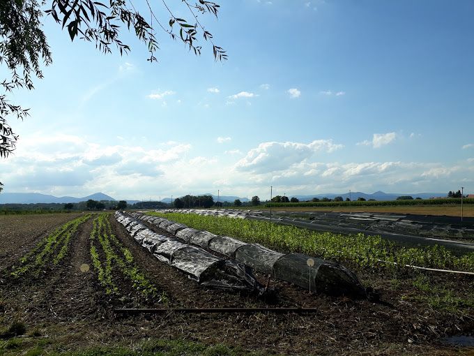 Haie champetre  - Pepiniere Alsace - Vegetal Local Nord Est- Bio - Jardin forêt comestible - fruitier - permaculture