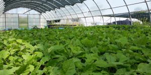 Haie champetre  - Pepiniere Alsace - Vegetal Local Nord Est- Bio - Jardin forêt comestible - fruitier - permaculture